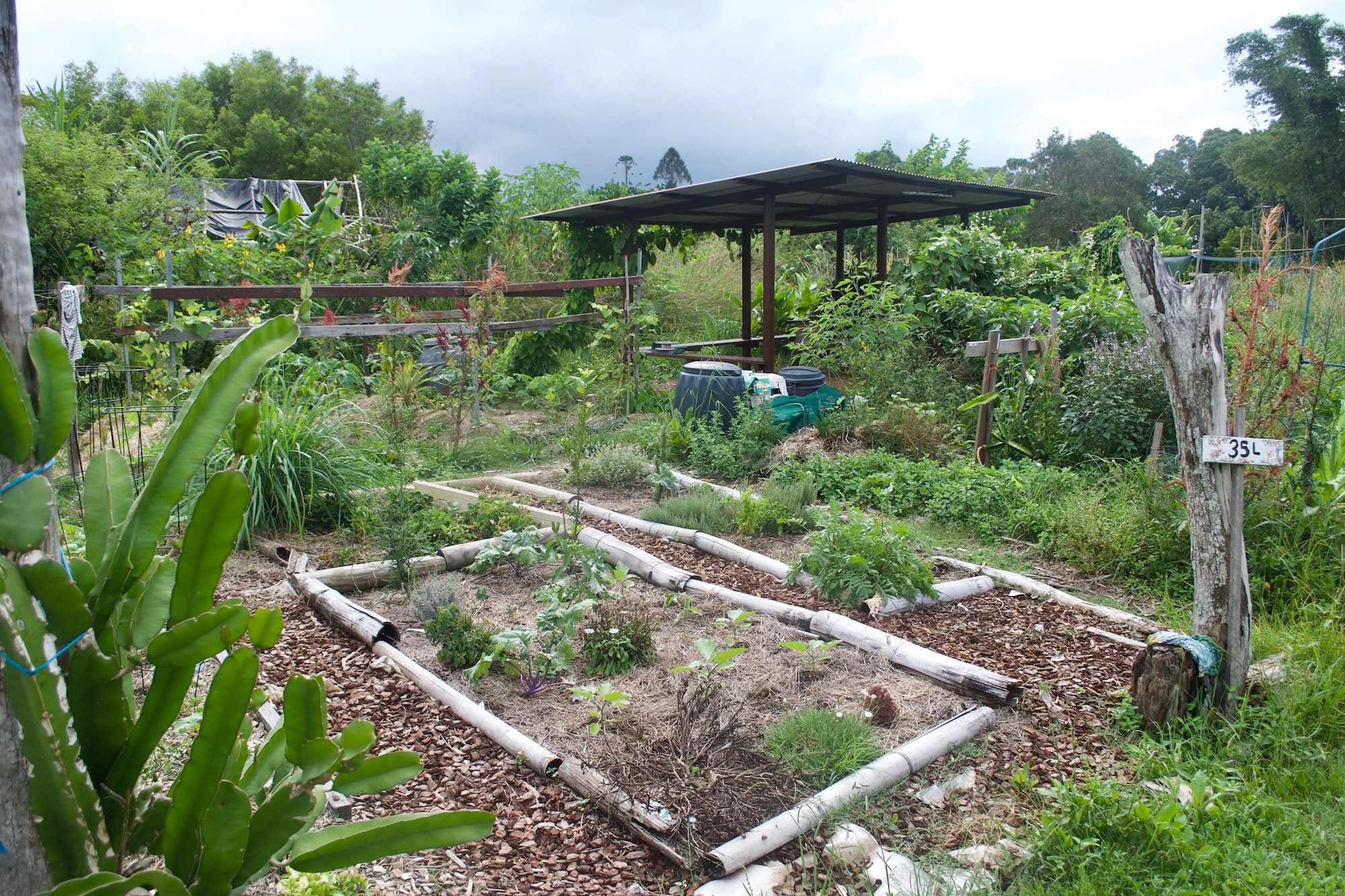 Les feuilles mortes en paillage - Le potager permacole